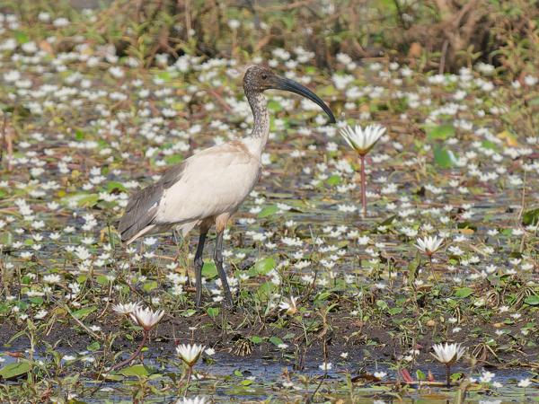 <h3><a href="/trips/gambia/biota/animalia/chordata/aves/015 pelecaniformes/001 threskiornithidae/threskiornis aethiopicus/threskiornis aethiopicus-nl.html">Threskiornis&nbsp;aethiopicus</a> / African&nbsp;sacred&nbsp;ibis / Heilige&nbsp;ibis</h3>OM-1 Mark II met OLYMPUS M.150-400mm F4.5 TC, 1/2000 sec  bij F5.6, ISO 800, afstand 77.3&nbsp;m